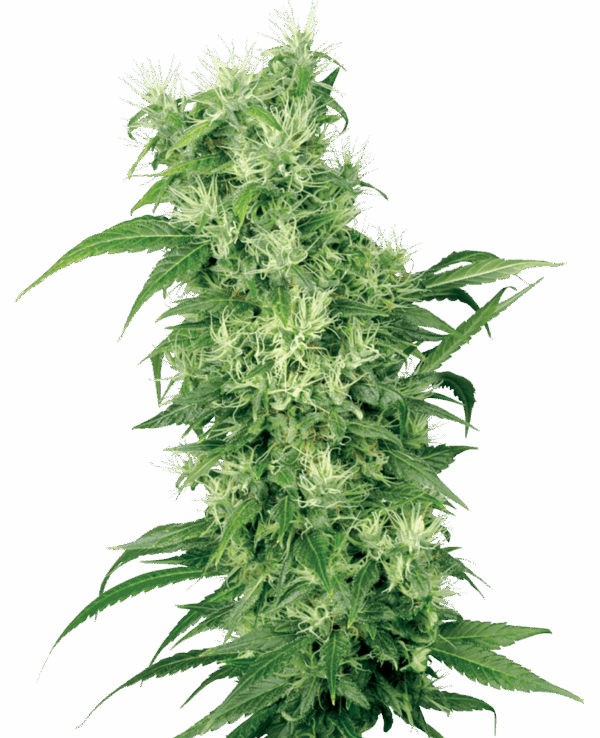 Sensi Seeds Cannabis Seeds Female Mix Feminized by White Label