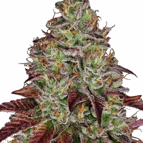 Sensi Seeds Cannabis Seeds Tezla OG Feminized