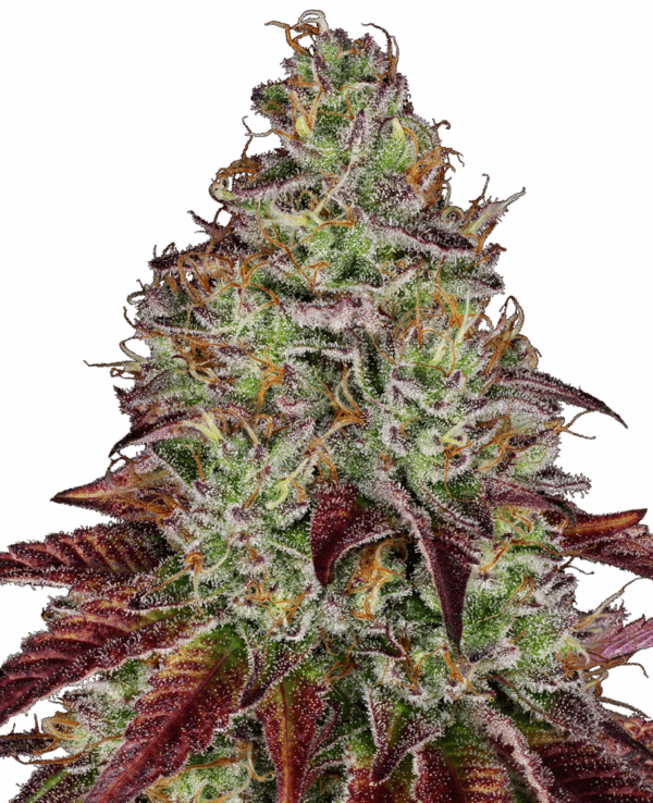 Sensi Seeds Cannabis Seeds Tezla OG Feminized