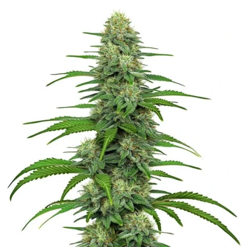 Blimburn Seeds Cannabis Seeds Gorilla G4 Feminized 3 pár