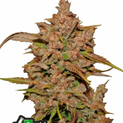 Fast Buds Cannabis Seeds Crystal Meth Auto 100 db