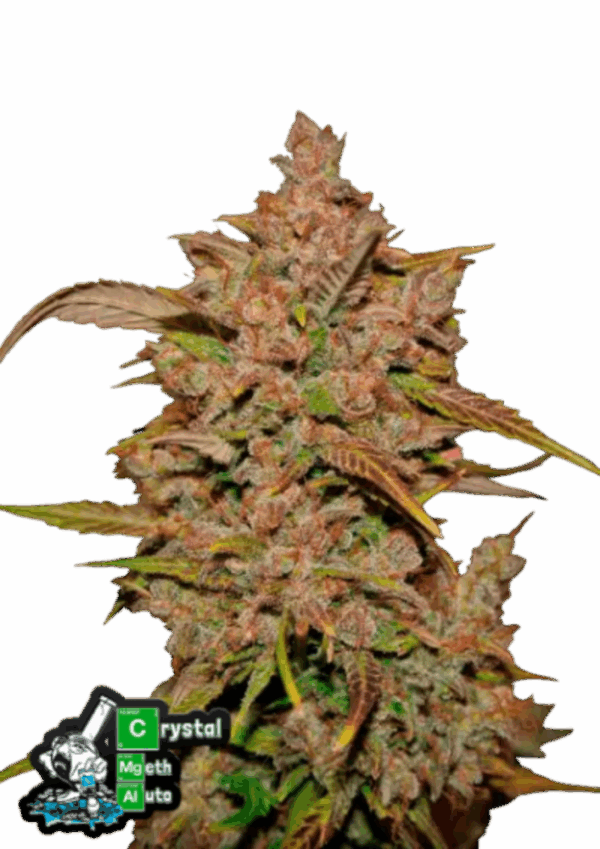 Fast Buds Cannabis Seeds Crystal Meth Auto 100 db
