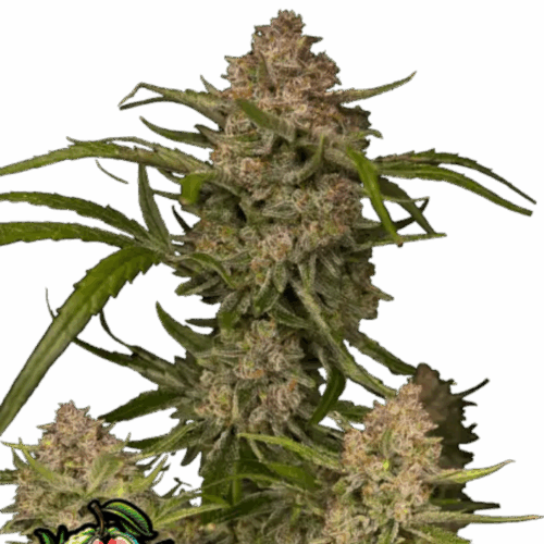 Fast Buds Cannabis Seeds Guava Auto 100 db