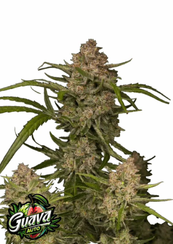 Fast Buds Cannabis Seeds Guava Auto 100 db