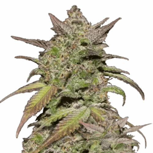 Fast Buds Cannabis Seeds Smoothie Auto 100 db