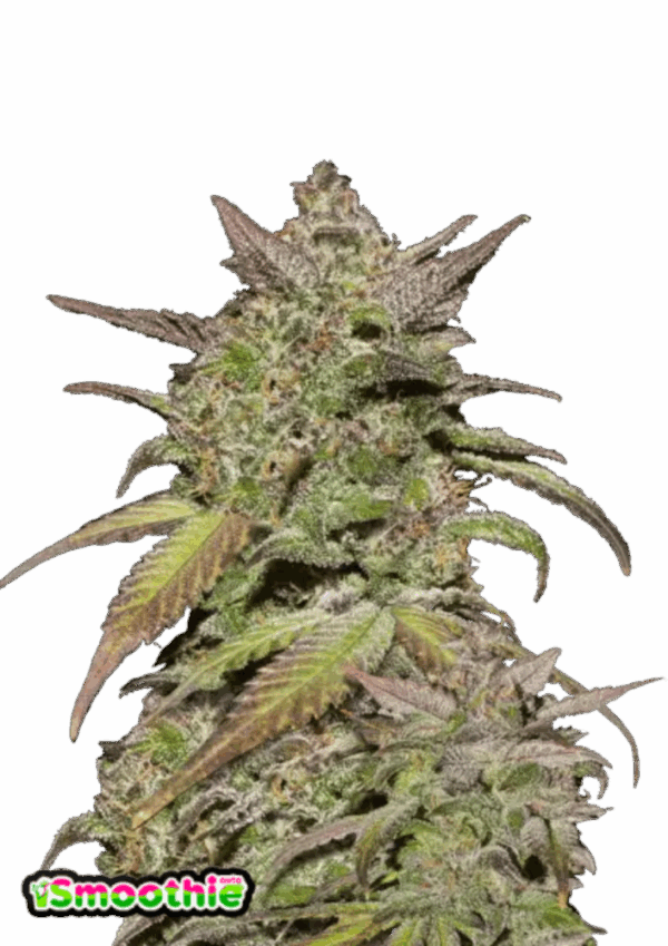 Fast Buds Cannabis Seeds Smoothie Auto 100 db