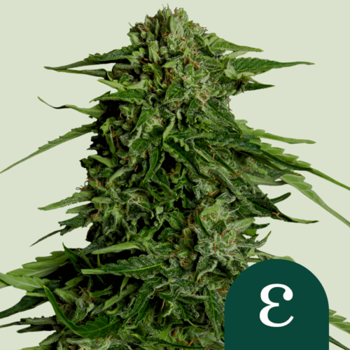 Royal Queen Seeds Cannabis Seeds Epsilon F1 Auto 25 db