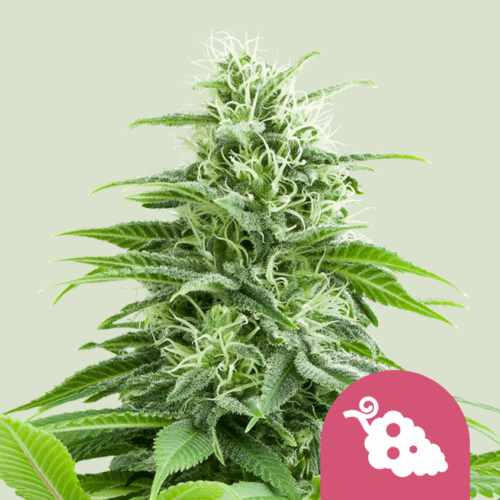 Royal Queen Seeds Cannabis Seeds Fruit Spirit Feminized 25 db