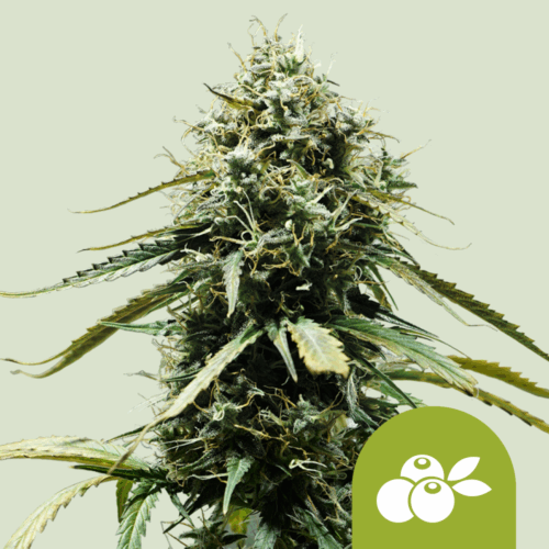 Royal Queen Seeds Cannabis Seeds Haze Berry Auto 25 db