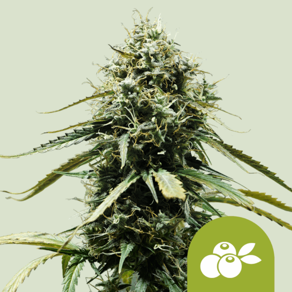 Royal Queen Seeds Cannabis Seeds Haze Berry Auto 25 db