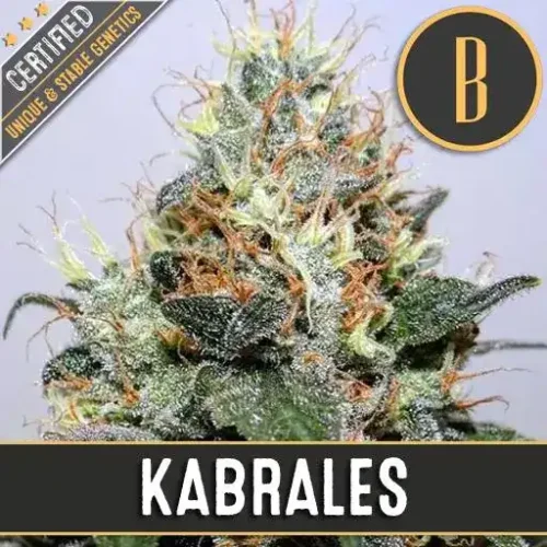 Blimburn Seeds Cannabis Seeds Kabrales Feminized 3 pár
