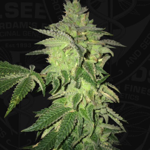 T.H.Seeds™ Cannabis Seeds Shiloh Z