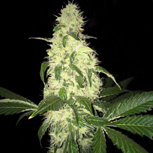T.H.Seeds™ Cannabis Seeds Afghaniberry