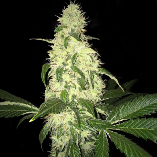 T.H.Seeds™ Cannabis Seeds Afghaniberry