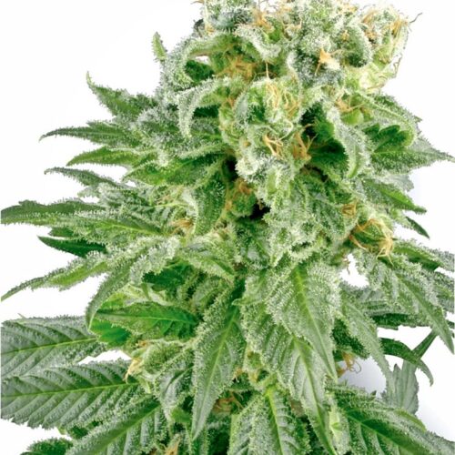 Sensi Seeds Cannabis Seeds Double Gum Regular