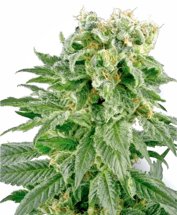 Sensi Seeds Cannabis Seeds Double Gum Regular