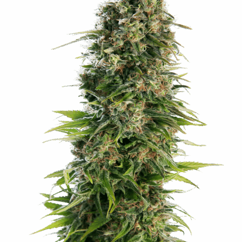 Sensi Seeds Cannabis Seeds Hindu Kush Automatic® Feminized