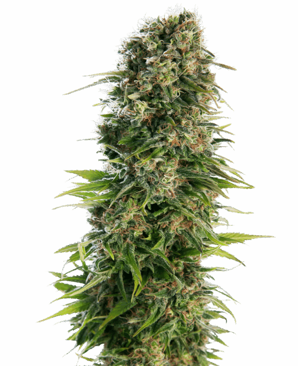 Sensi Seeds Cannabis Seeds Hindu Kush Automatic® Feminized