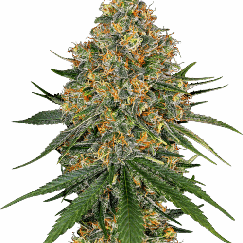 Sensi Seeds Cannabis Seeds White Sajt White Label nőiesített