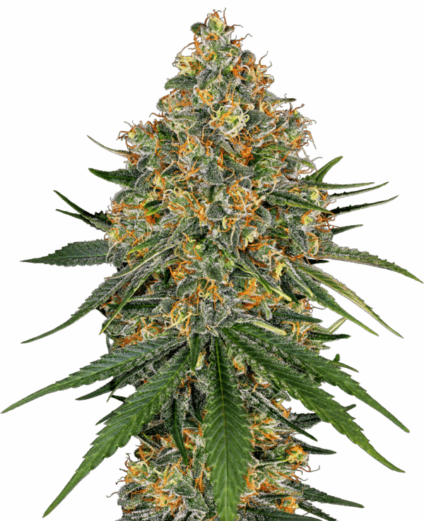 Sensi Seeds Cannabis Seeds White Sajt White Label nőiesített