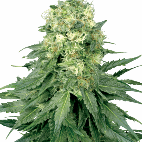 Sensi Seeds Cannabis Seeds White Widow Feminized by White Label