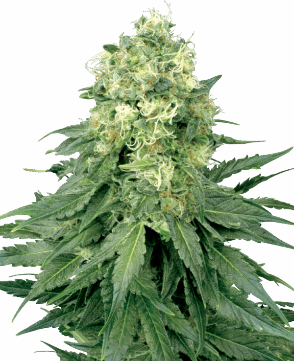 Sensi Seeds Cannabis Seeds White Widow Feminized by White Label