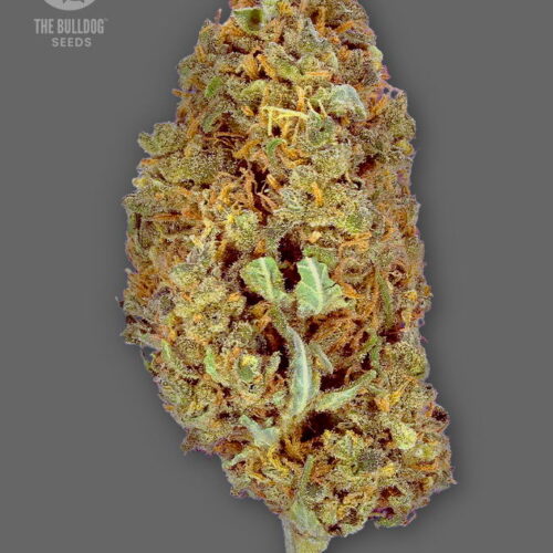 The Bulldog Seeds TB Amnesia Feminized