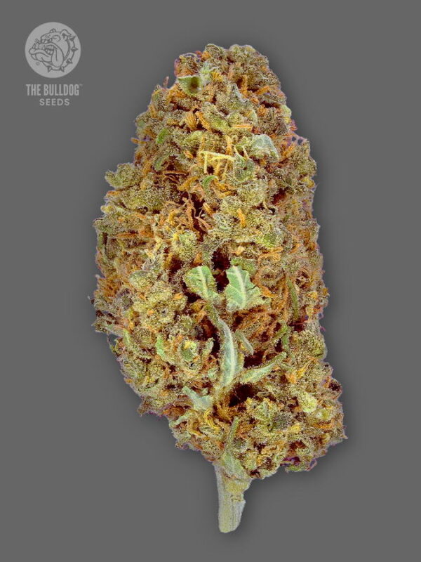 The Bulldog Seeds TB Amnesia Feminized