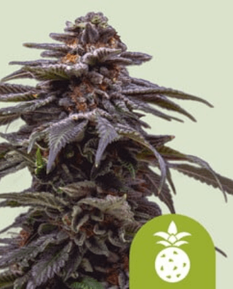 Royal Queen Seeds Cannabis Seeds Tropicana Cookies Purple Auto 10 db