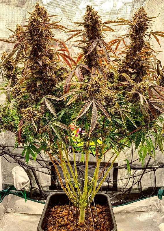Dutch Passion Cannabis Seeds Auto Power Plant Autoflowering 100 db