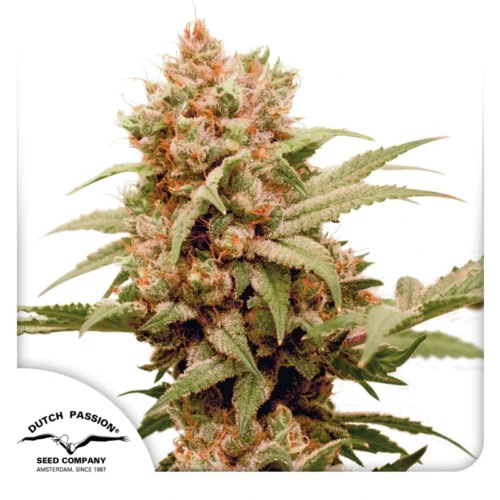 Dutch Passion Cannabis Seeds CBG-Force® Feminized 100 db