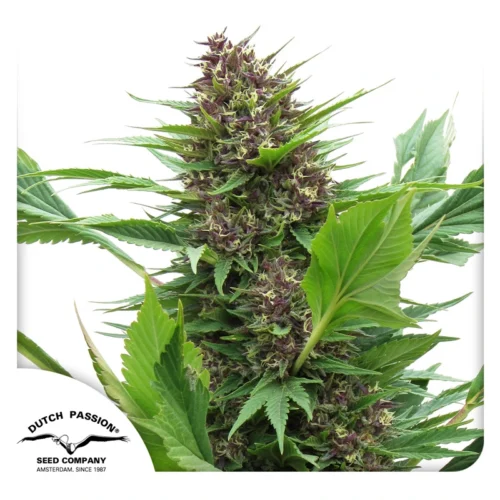 Dutch Passion Cannabis Seeds Frisian Duck® Feminized 100 db