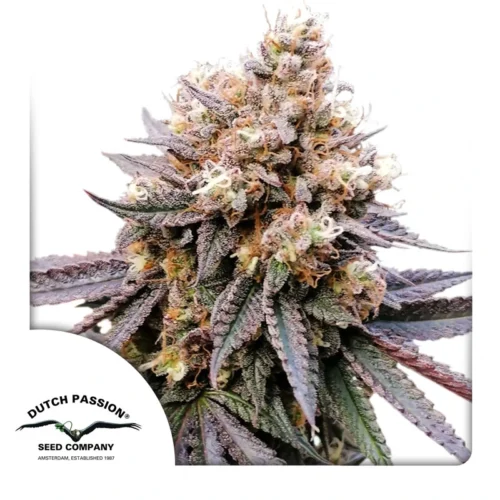 Dutch Passion Cannabis Seeds GMO Fast® Feminized 100 db