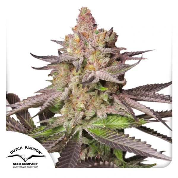 Dutch Passion Cannabis Seeds Melonade Runtz® Feminized 100 db