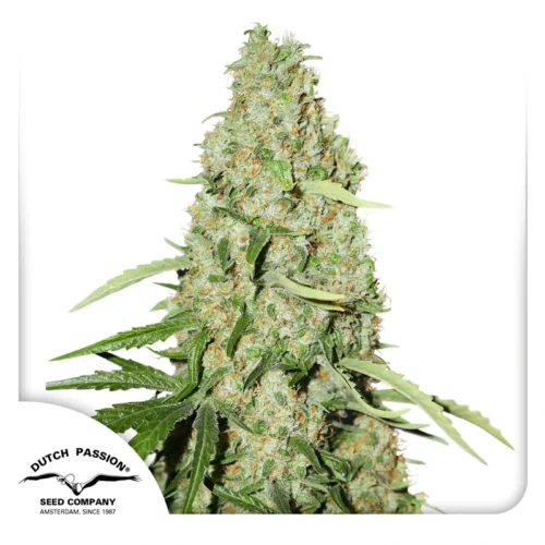 Dutch Passion Cannabis Seeds Think Fast® Feminized 100 db