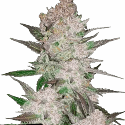 Fast Buds Cannabis Seeds Cream Cookies Auto 100 db