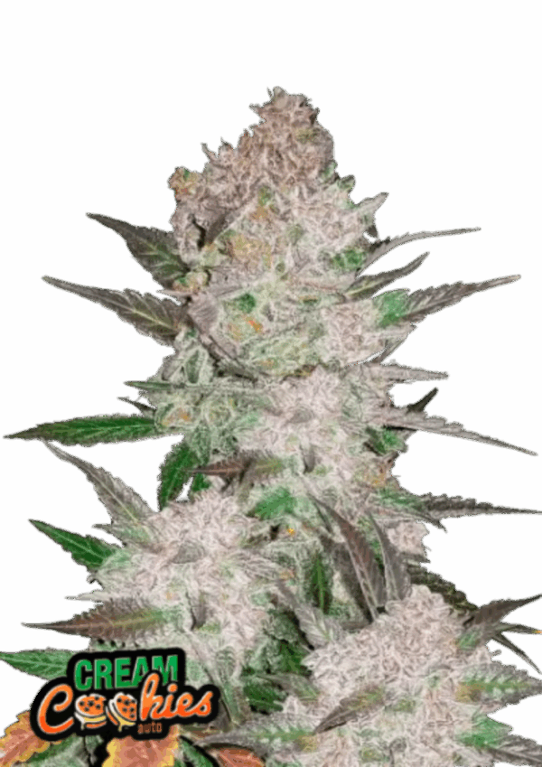 Fast Buds Cannabis Seeds Cream Cookies Auto 100 db