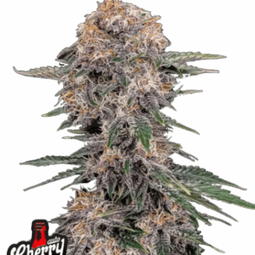 Fast Buds Cannabis Seeds Cherry Cola Auto 100 db