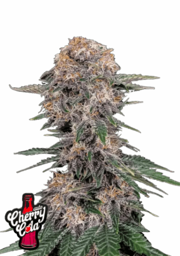 Fast Buds Cannabis Seeds Cherry Cola Auto 100 db