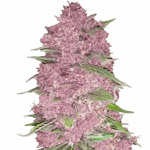 Fast Buds Cannabis Seeds Purple Lemonade Auto 100 db