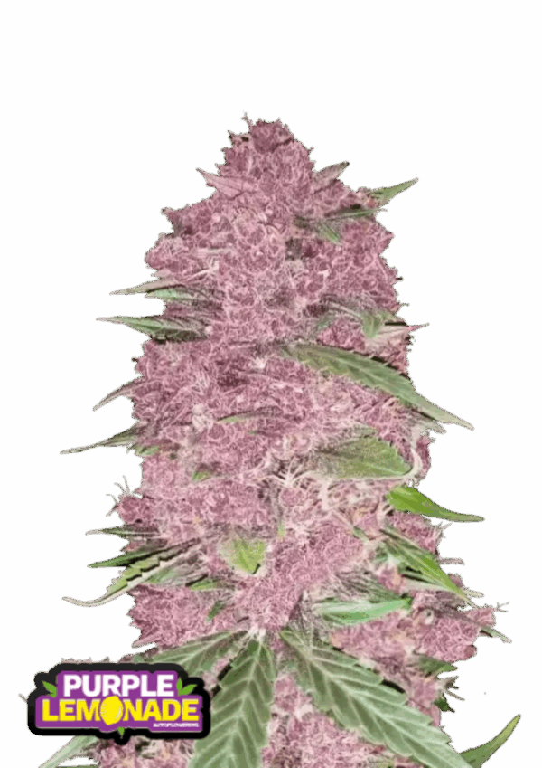 Fast Buds Cannabis Seeds Purple Lemonade Auto 100 db