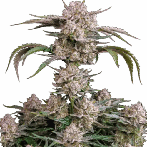 Fast Buds Cannabis Seeds Strawberry Gorilla Auto 100 db