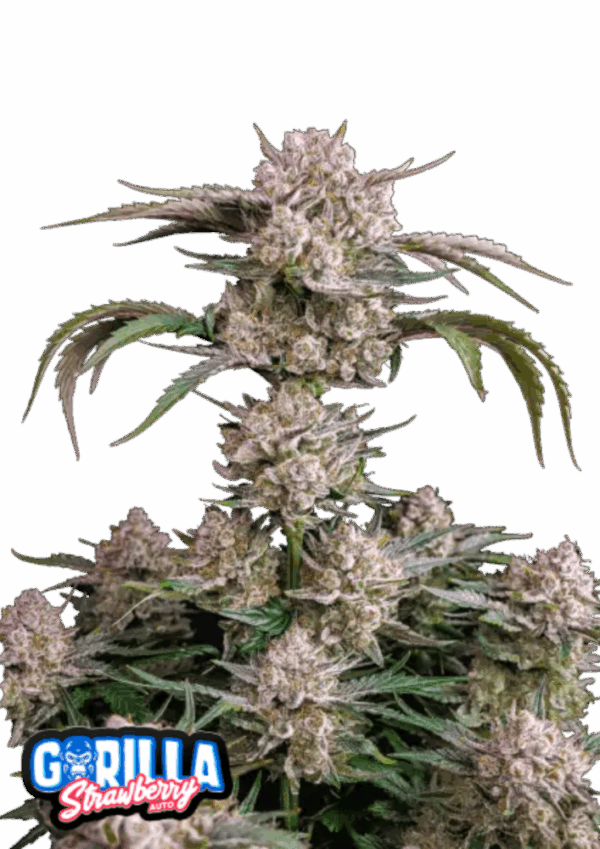 Fast Buds Cannabis Seeds Strawberry Gorilla Auto 100 db