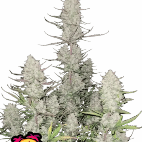 Fast Buds Cannabis Seeds Tropicana sütik Auto 100 db