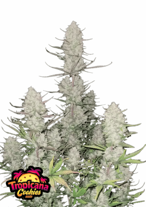Fast Buds Cannabis Seeds Tropicana sütik Auto 100 db