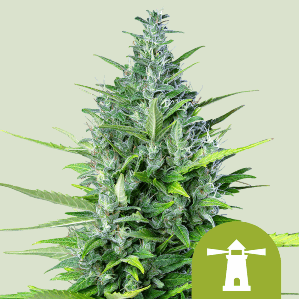 Royal Queen Seeds Cannabis Seeds Royal Haze Auto 25 db