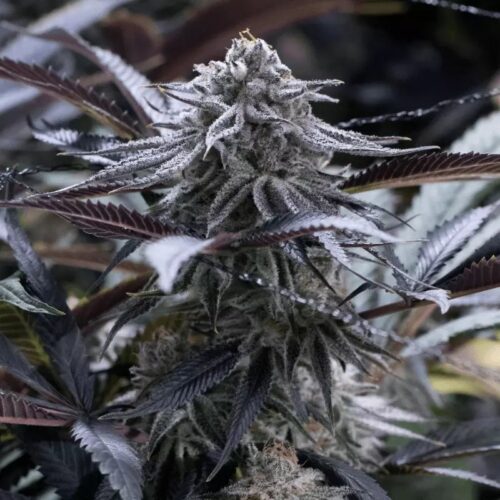 Silent Seeds Egzotikus Cannabis Seeds Grape Juice Nőiesített 10 db
