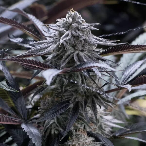 Silent Seeds Egzotikus Cannabis Seeds Grape Juice Nőiesített 10 db