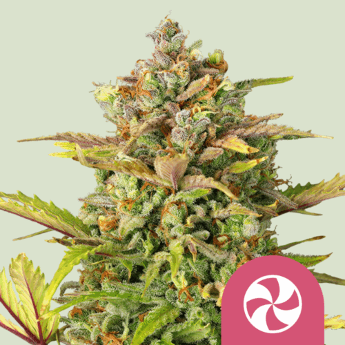 Royal Queen Seeds Cannabis Seeds Sweet ZZ Feminized 25 db