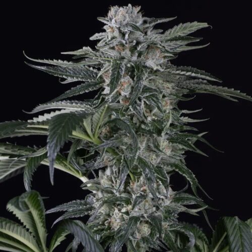 Silent Seeds Cannabis Seeds Moby Dick Auto Feminized 10 db